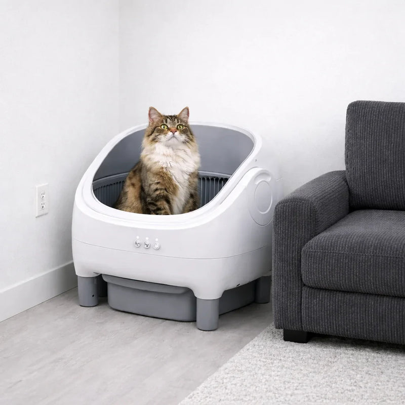quelle litiere choisir chat guide 2026